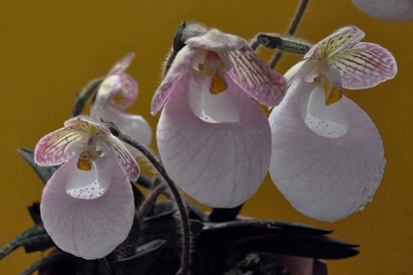 兜蘭怎么養(好養嗎) 兜蘭養殖方法與注意事項