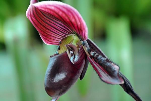 兜蘭怎么養(好養嗎) 兜蘭養殖方法與注意事項