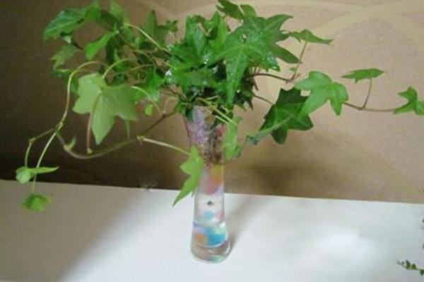 常春藤水培怎么養(yǎng) 常春藤水培養(yǎng)殖方法與注意事項(xiàng)