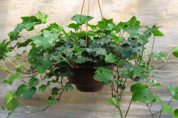 常春藤怎么澆水（多久澆一次） 常春藤怎么施肥