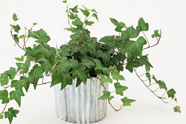 家庭養(yǎng)常春藤好嗎 養(yǎng)常春藤對風(fēng)水的作用（擺放位置）