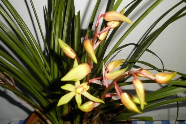 蕙蘭怎么養(yǎng) 蕙蘭養(yǎng)殖方法與注意事項(xiàng)