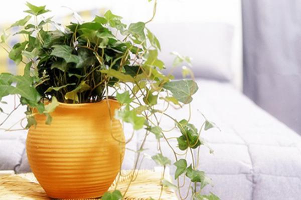 家庭養常春藤好嗎 養常春藤對風水的作用(擺放位置)