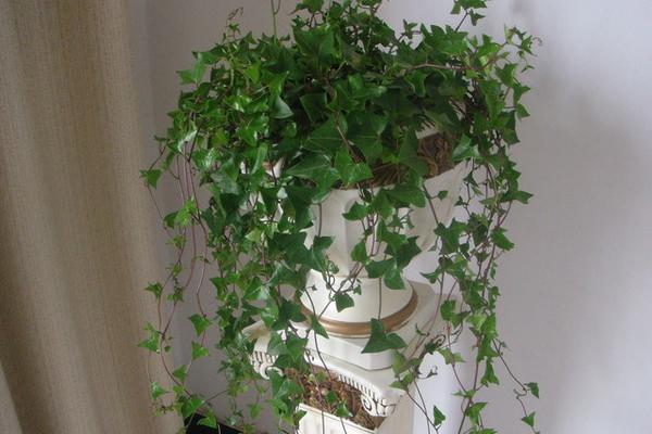 家庭養常春藤好嗎 養常春藤對風水的作用(擺放位置)