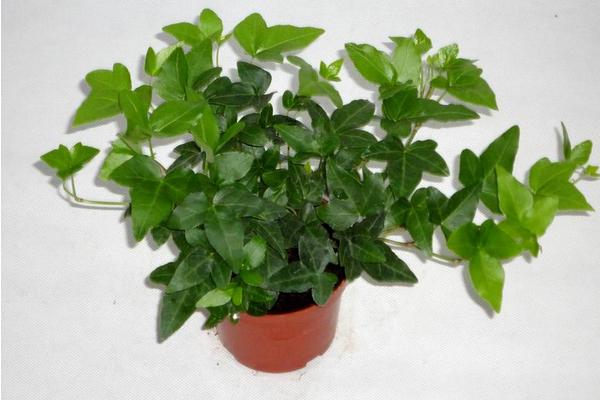 家庭養常春藤好嗎 養常春藤對風水的作用(擺放位置)