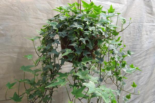 家庭養常春藤好嗎 養常春藤對風水的作用(擺放位置)