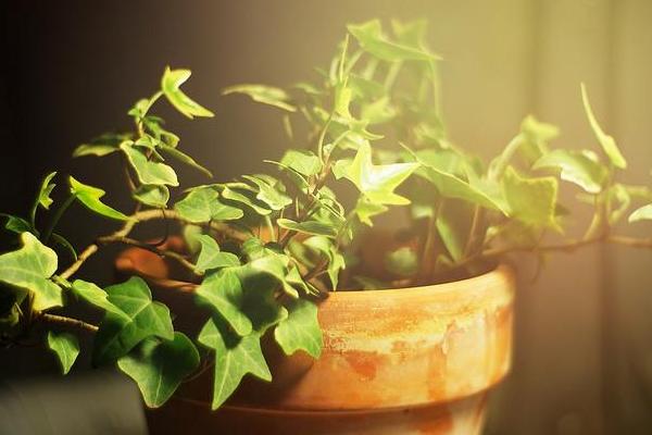 家庭養常春藤好嗎 養常春藤對風水的作用(擺放位置)