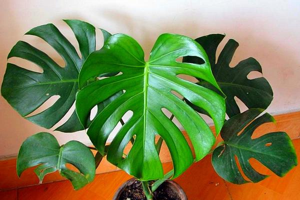 龜背竹圖片大全 龜背竹花語及寓意