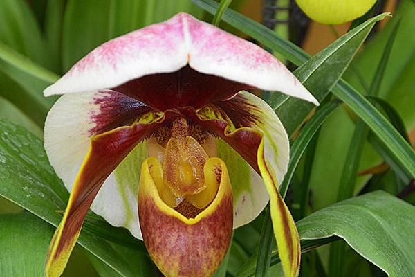 兜蘭怎么養(好養嗎) 兜蘭養殖方法與注意事項