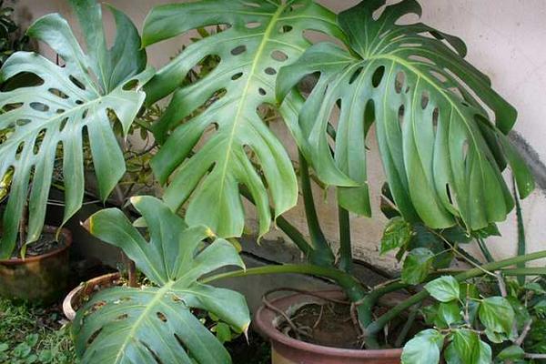 龜背竹怎么養 龜背竹養殖方法與注意事項