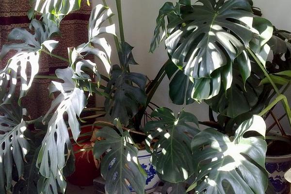 龜背竹怎么養 龜背竹養殖方法與注意事項