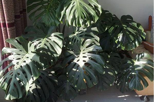 龜背竹怎么養 龜背竹養殖方法與注意事項