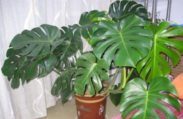 龜背竹怎么養 龜背竹養殖方法與注意事項