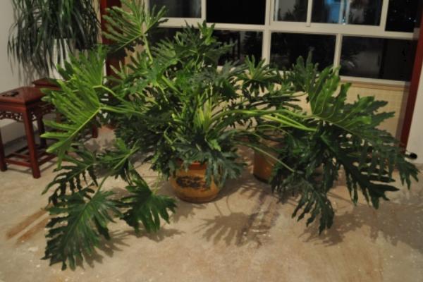 龜背竹怎么養 龜背竹養殖方法與注意事項