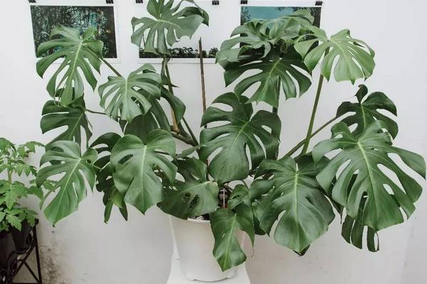 龜背竹怎么養 龜背竹養殖方法與注意事項