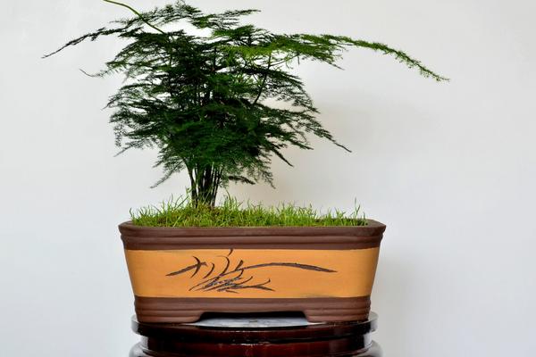 文竹怎么養 文竹養殖方法與注意事項