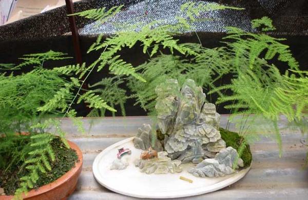 家庭養文竹好嗎 養文竹對風水的作用（擺放位置）