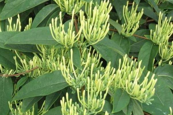 山銀花和金銀花的區別是什么  山銀花的功效與作用