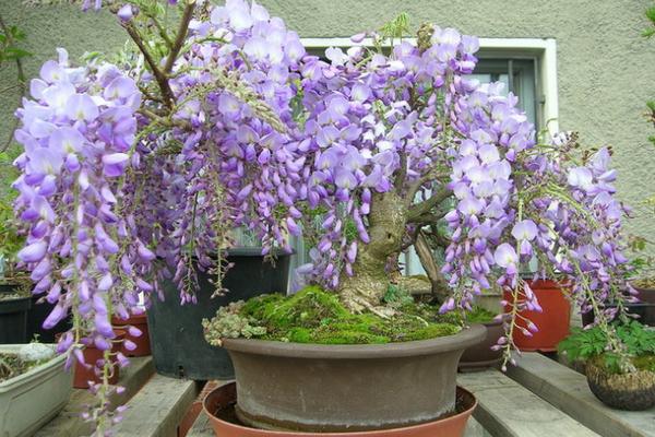 家庭養紫藤花好不好 庭院養紫藤對風水的作用