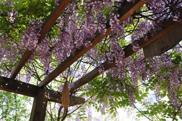 家庭養紫藤花好不好 庭院養紫藤對風水的作用