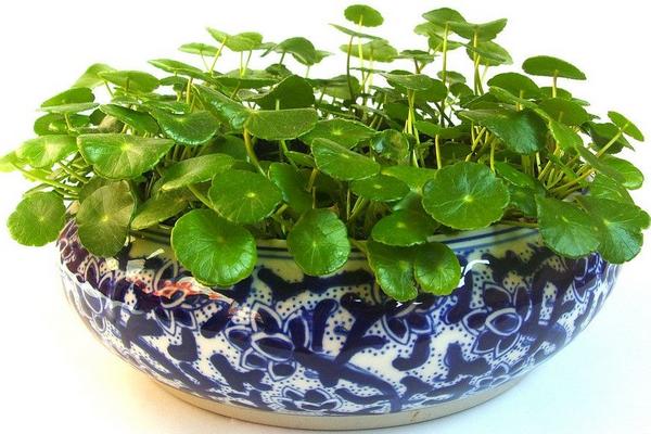 家庭養紫藤花好不好 庭院養紫藤對風水的作用