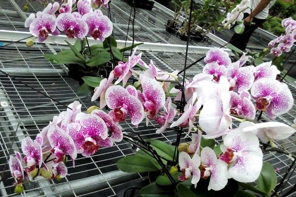 家庭養紫藤花好不好 庭院養紫藤對風水的作用