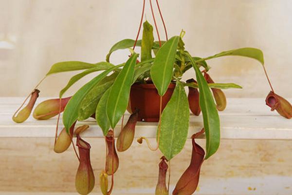 豬籠草有毒嗎 豬籠草能放在室內(nèi)臥室嗎