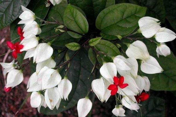 龍吐珠葉子發黃怎么辦 龍吐珠掉葉子的原因及解決方法