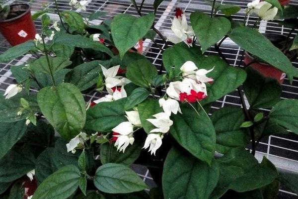 龍吐珠葉子發黃怎么辦 龍吐珠掉葉子的原因及解決方法