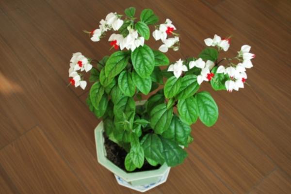 龍吐珠葉子發黃怎么辦 龍吐珠掉葉子的原因及解決方法