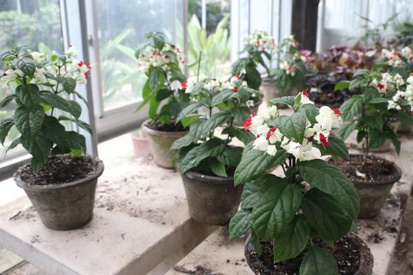 龍吐珠葉子發黃怎么辦 龍吐珠掉葉子的原因及解決方法