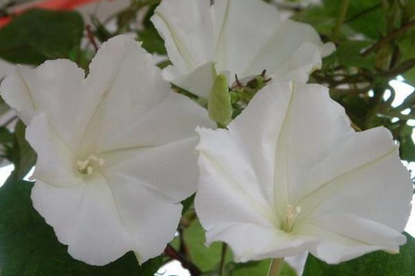 月光花有什么顏色 月光花花語及寓意