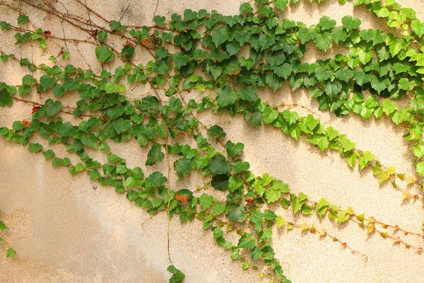 常春藤葉子發(fā)黃怎么辦 常春藤葉子干枯原因及解決方法