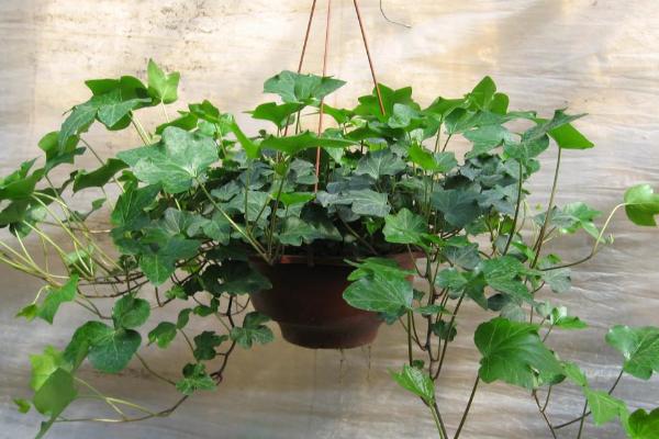 常春藤葉子發黃怎么辦 常春藤葉子干枯原因及解決方法