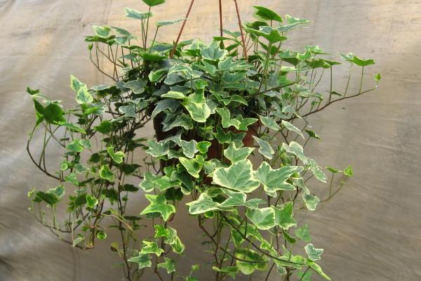 常春藤葉子發黃怎么辦 常春藤葉子干枯原因及解決方法