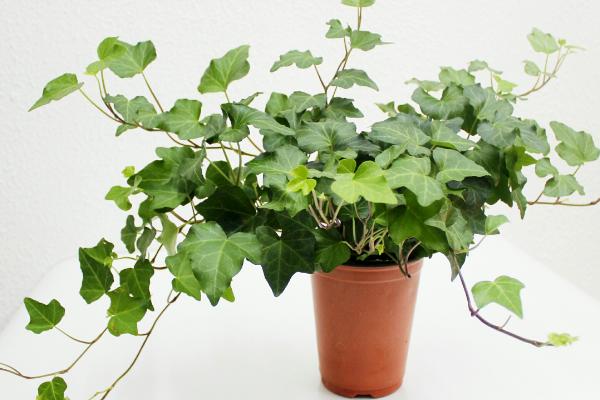 常春藤葉子發黃怎么辦 常春藤葉子干枯原因及解決方法