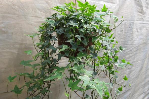 常春藤葉子發黃怎么辦 常春藤葉子干枯原因及解決方法