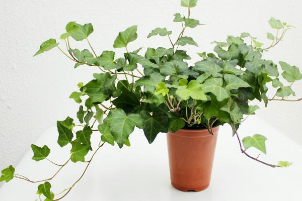 盆栽常春藤怎么養(yǎng) 常春藤養(yǎng)殖方法與注意事項(xiàng)