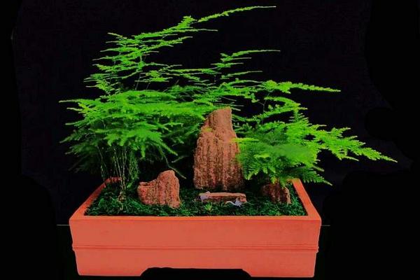 文竹圖片大全 文竹花語及寓意