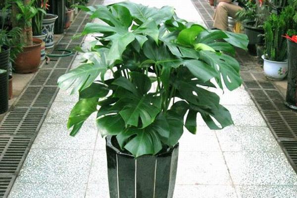 龜背竹葉子發黃怎么辦 龜背竹怎么開背