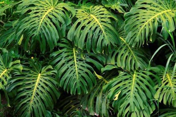 龜背竹怎么澆水（多久澆一次） 龜背竹如何施肥