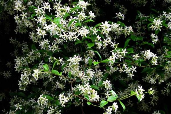 絡石和扶芳藤的區別是什么  絡石功的作用