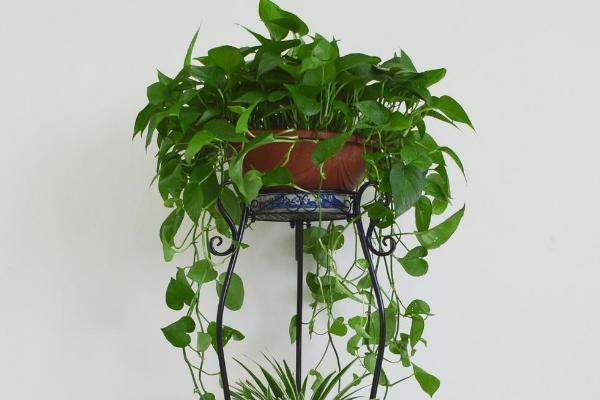 綠蘿怎么分盆 綠蘿換盆注意事項