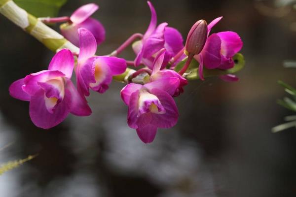 石斛蘭功效與作用 石斛蘭藥用價值