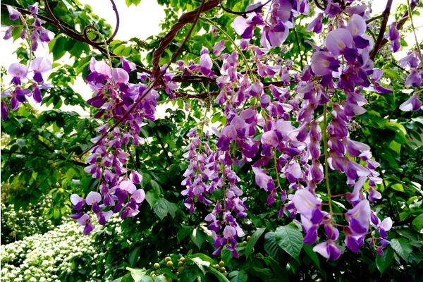 盆栽紫藤花怎么澆水(多久澆一次) 盆栽紫藤花如何養護