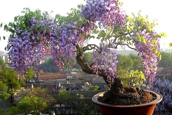 盆栽紫藤花怎么澆水(多久澆一次) 盆栽紫藤花如何養護