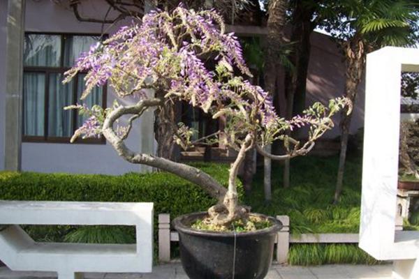 盆栽紫藤花怎么澆水(多久澆一次) 盆栽紫藤花如何養護