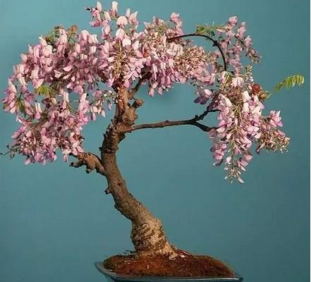 盆栽紫藤花怎么澆水(多久澆一次) 盆栽紫藤花如何養護