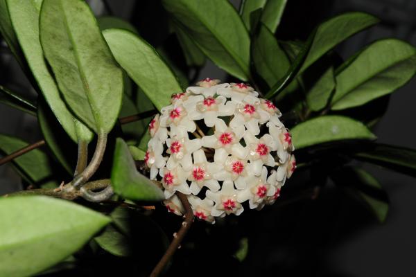 球蘭怎么養(yǎng) 球蘭養(yǎng)殖方法與注意事項(xiàng)