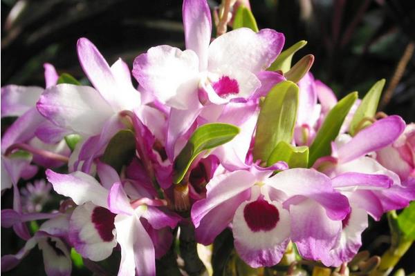 石斛蘭功效與作用 石斛蘭藥用價值